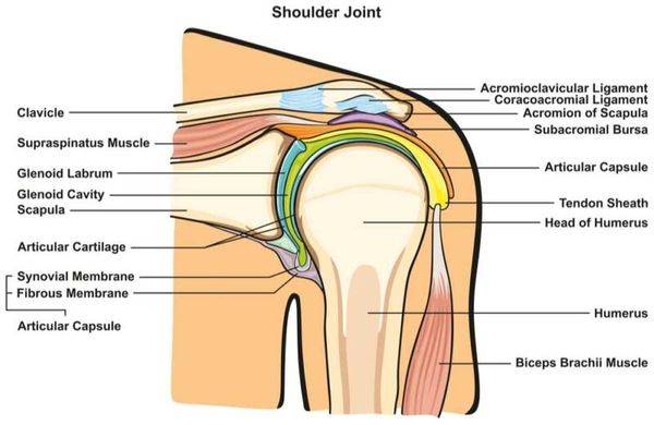 Anatomy Shoulder 800x520 1